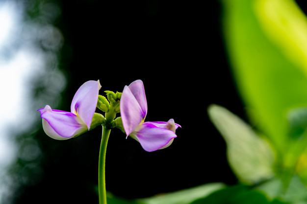 semillas y flores comestibles